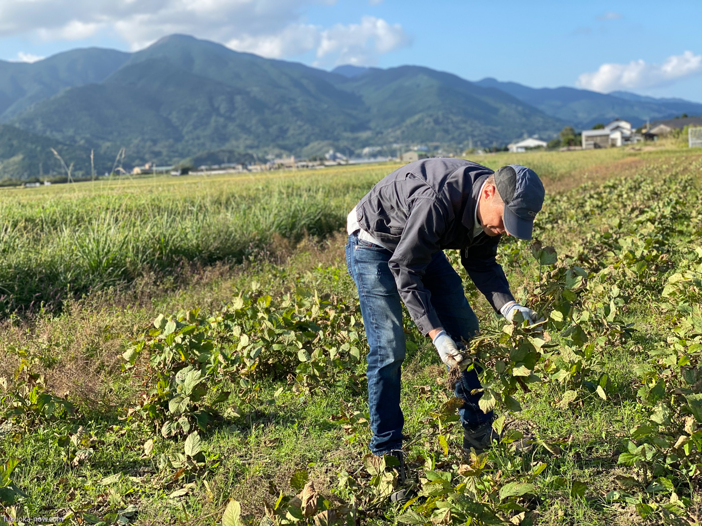 Itoshima farm to table, Edamame picking, 糸島の枝豆収穫