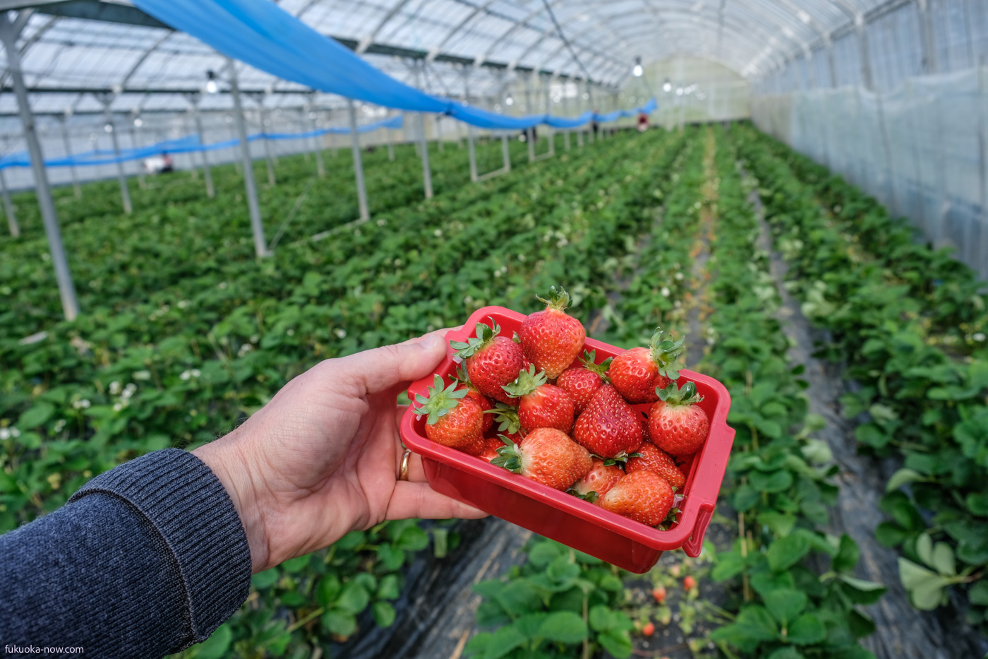 Itoshima Strawberry Amaou, 糸島のいちご農家 磯本農園