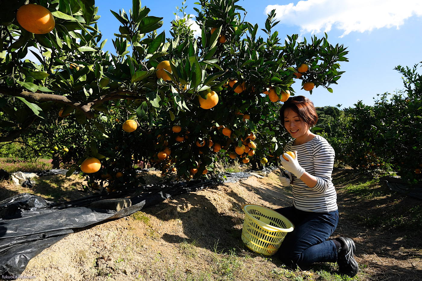 Itoshima mikan fruits picking, 糸島みかん狩り、かまた農園