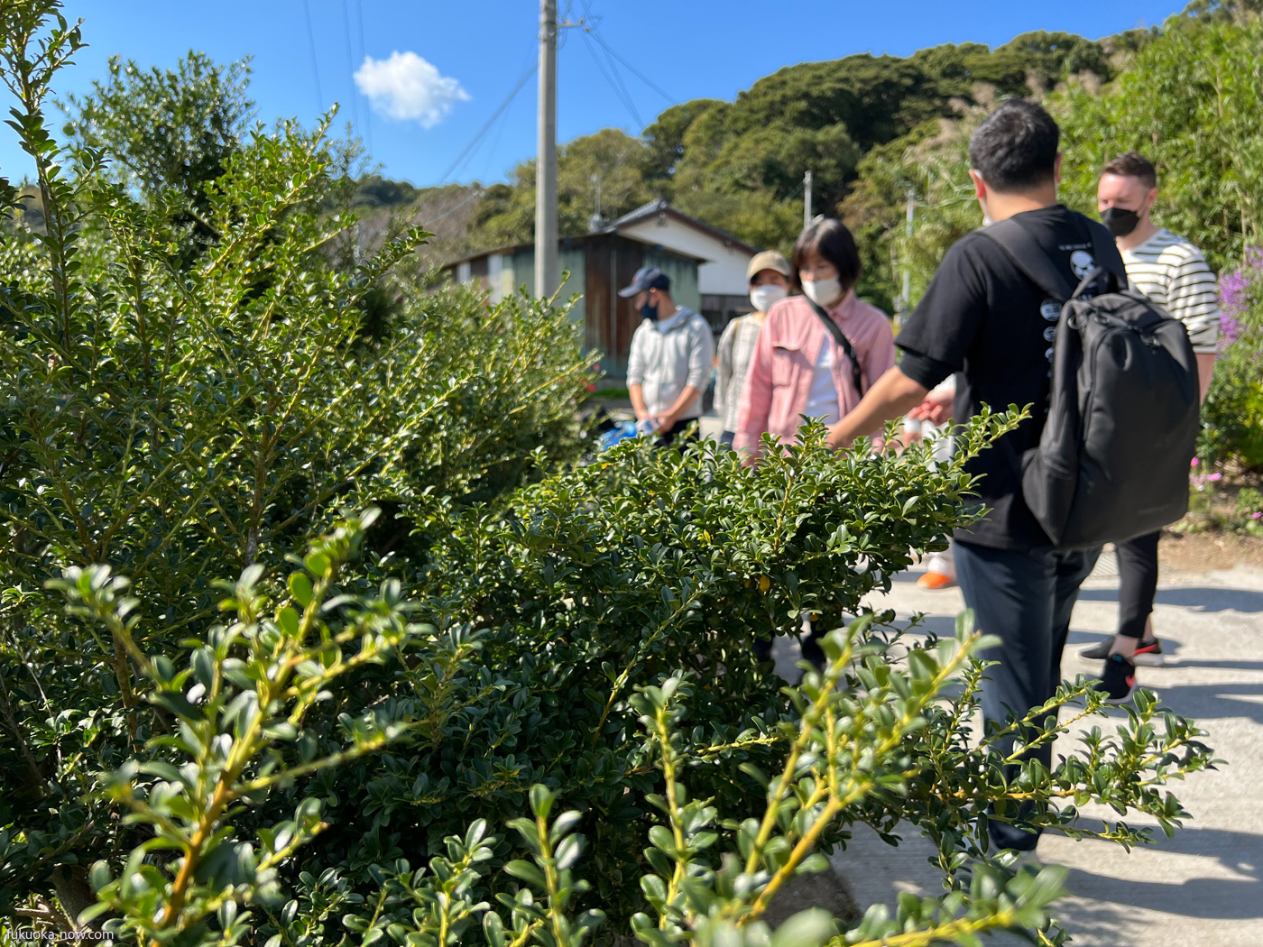Japanese holly bush (Inutsuge), イカ籠漁で使うイヌツゲ を見学するうお旅
