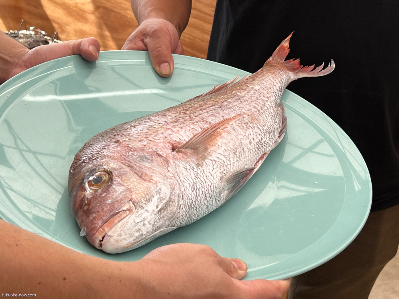 Wild red Snapper in Itoshima, 糸島は天然真鯛の漁獲高が日本一