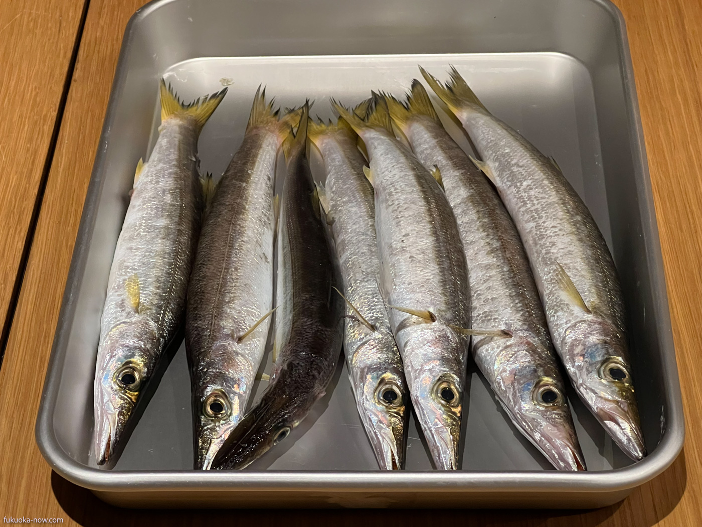 barracuda fish, 糸島で獲れたカマス