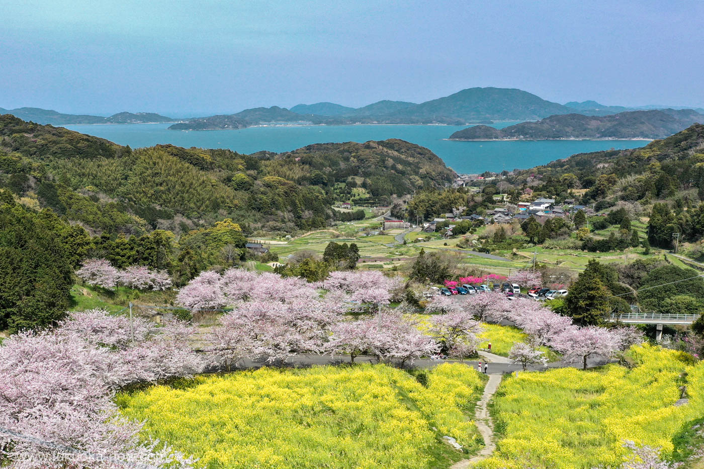 Itoshima Now sakura, 糸島の桜と菜の花と海