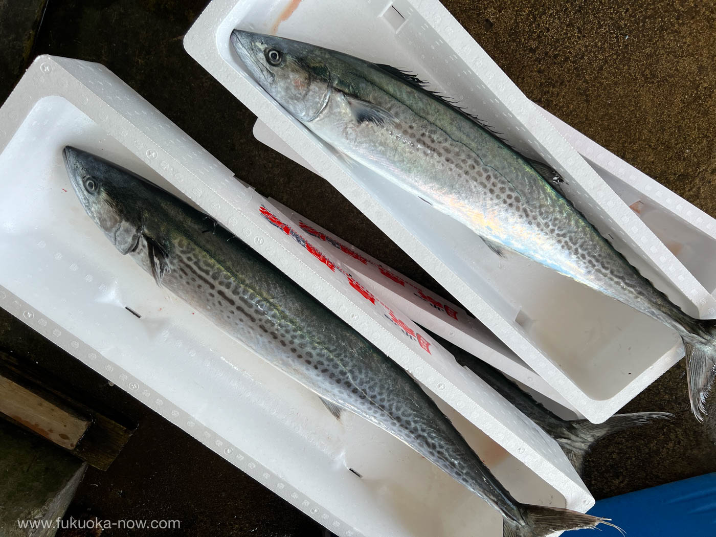 Spanish mackerel high-grade brand called “honsawara” 糸島の姫島で揚がるサワラは条件が揃うと「本鰆」という高級ブランド魚になる
