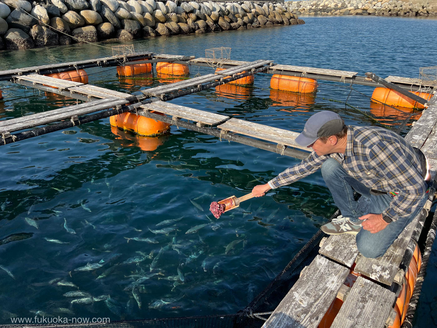 Farming local fish around Himeshima, 姫島の地魚を養殖