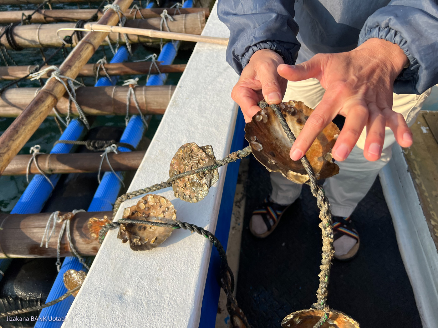 Itoshima Oyster farm / 地魚BANK うお旅 糸島の牡蠣養殖