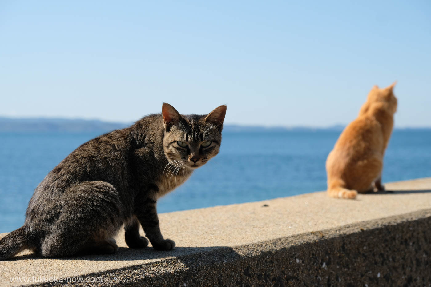 Itoshima Himeshima - the island is filled with friendly furry felines, 糸島の姫島のまちねこ